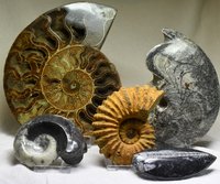 Ammoniten und Goniatiten