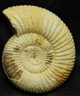 Ammonit - Divisosphinctes besairiei