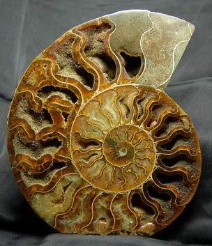 Ammonit - Cleoniceras