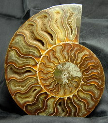 Ammonit - Cleoniceras