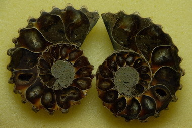 Ammonit - Douvilleiceras (Paar)