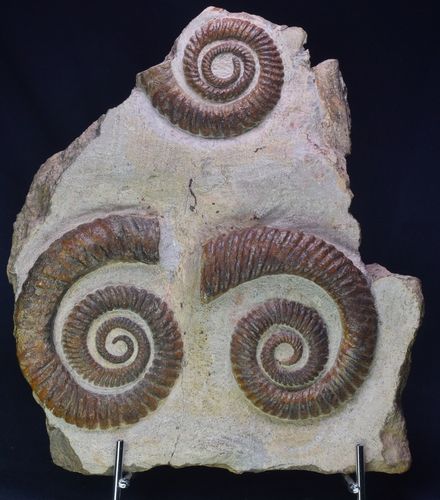 Ammoniten Crioceratites sp.