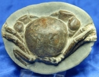 Krabbe - Tumidocaranus giganteus