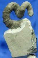 Ammonit Hyphantecaras reussianum