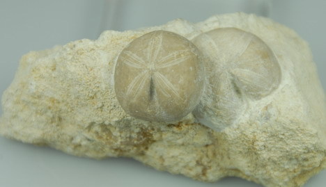 Seeigel - Nucléolites Scutatus