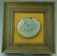 Bild mit Ammonit