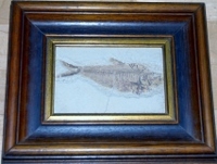 Bild mit versteinertem Fisch