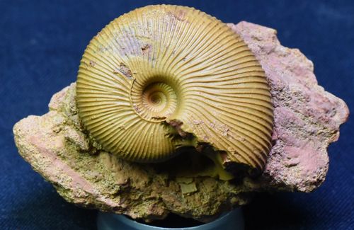 Ammonit - Macrocephalites