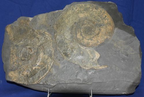 Ammonit - Dactylocras sp