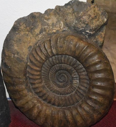Ammonit - Arietites bucklandi