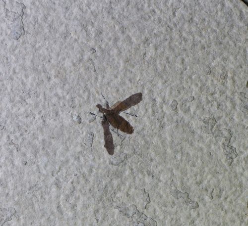Sumpf-Fliege (March fly) Plecia pealei