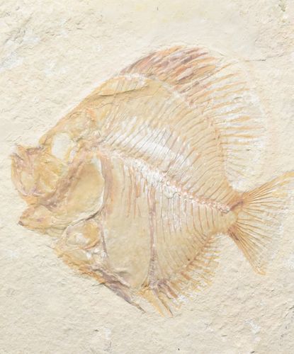 Fisch - Pycnosteroides Laevispinosus