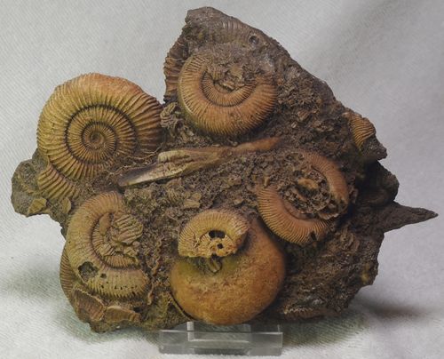 Ammoniten Dactyloceras Athleticum - Ansammlung