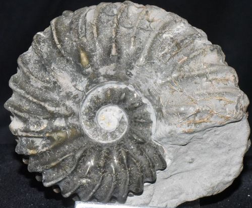 Ammonit - Douvilleiceras