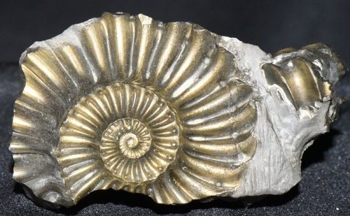 Ammonit - Cepalopoda, Pleuroceras constatum