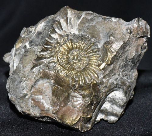 Ammonit - Cepalopoda, Pleuroceras constatum